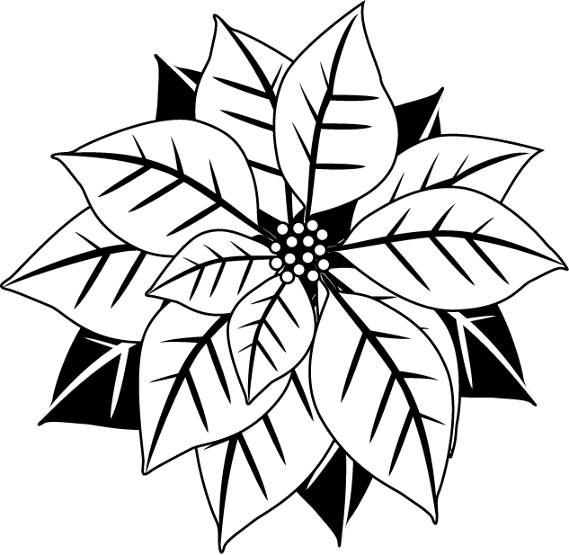 633x617 Collection Of Free Poinsettia Drawing Download On Ui Ex - Poinsettia Drawing