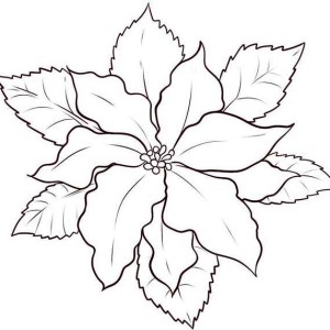 300x300 Pictures Drawing Poinsettia Flower - Poinsettia Drawing Outline