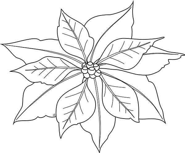600x497 Poinsettia, Poinsettia Image Coloring - Poinsettia Drawing Outline