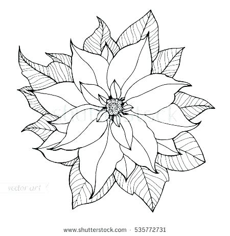 Poinsettia Drawing Outline at PaintingValley.com | Explore collection ...