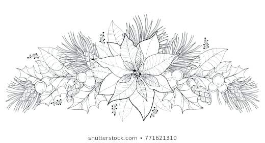 520x280 poinsettia outline flower poinsettia decoration traditional vector - Poinsettia Drawing Outline