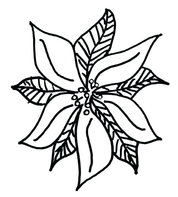 600x662 Poinsettia Outline Poinsettia Coloring Pages Poinsettia Outline - Poinsettia Drawing Outline