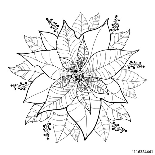 500x500 Vector Poinsettia Flower Or Christmas Star In Black Isolated - Poinsettia Drawing Outline