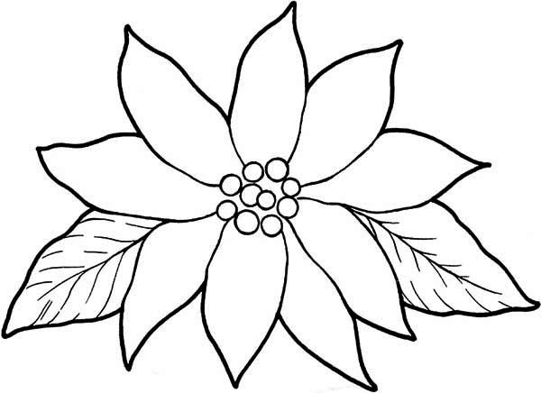 600x436 Poinsetta Coloring Pages - Poinsettia Drawing Outline