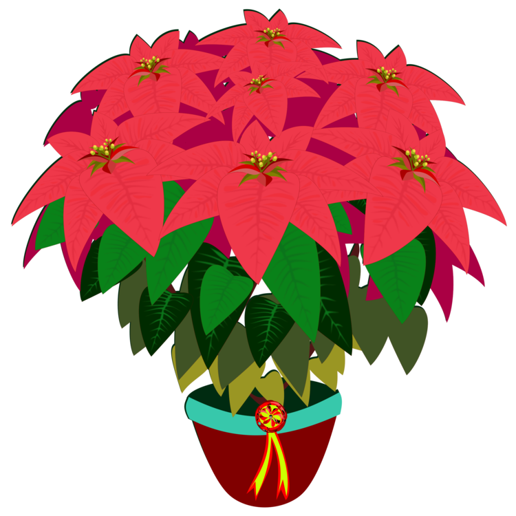 750x750 Flower Drawing Poinsettia Digital Image Cc0 - Poinsettia Flower Drawing
