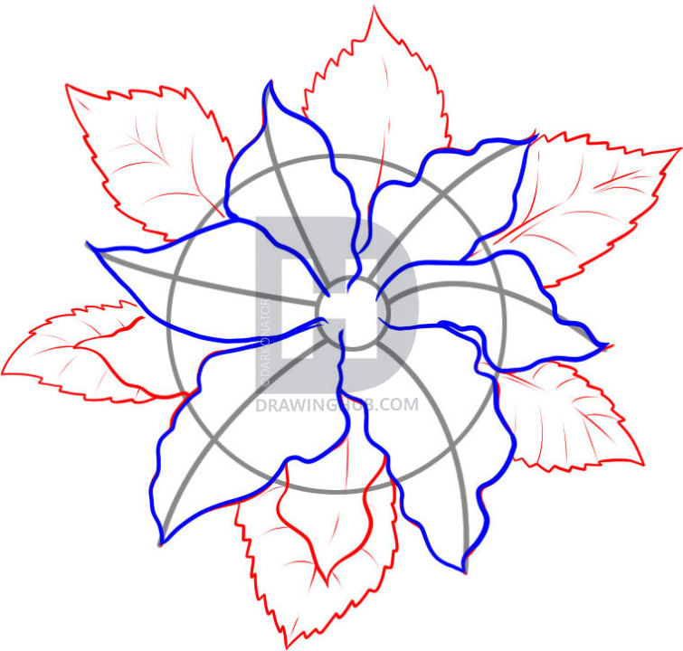 755x720 How To Draw A Poinsettia, Step - Poinsettia Flower Drawing