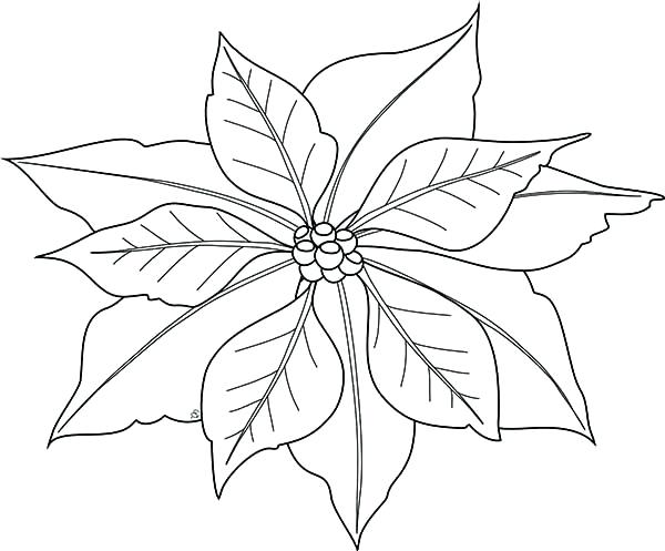 600x497 How To Make Poinsettia Flower Sketch Coloring - Poinsettia Flower Drawing
