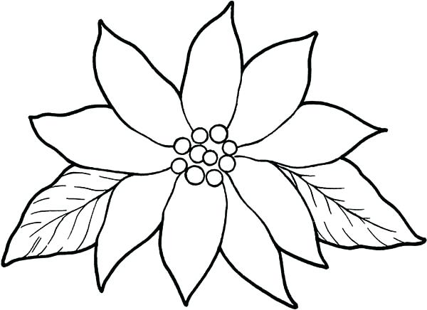 600x436 Poinsettia Coloring Pages Drawing - Poinsettia Flower Drawing