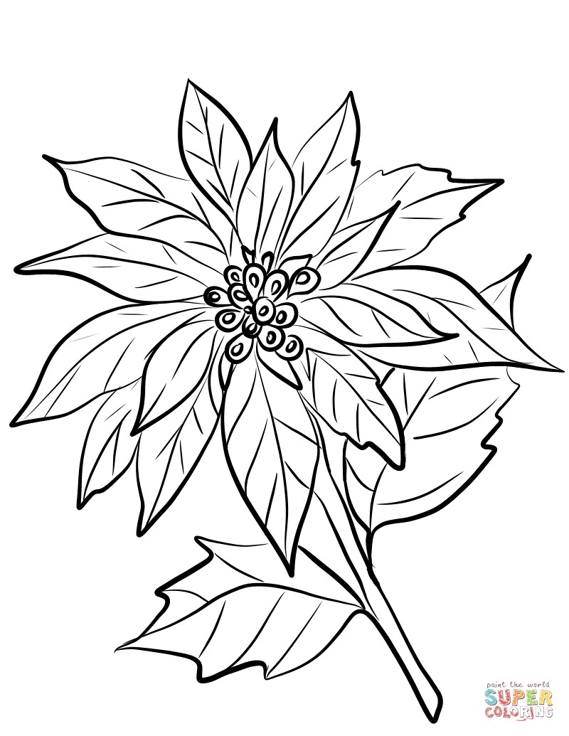 800x1035 Poinsettia Flower Coloring Page - Poinsettia Flower Drawing