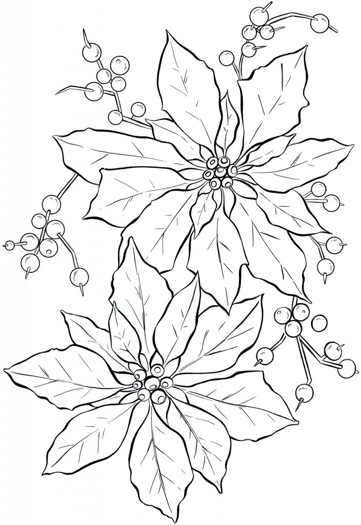 704x1024 Poinsettia Line Art - Poinsettia Flower Drawing