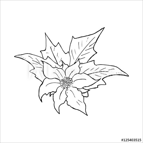 500x500 Poinsettia Flower Hand Drawn Icon, Outline Sketch Doodle Vector - Poinsettia Flower Drawing