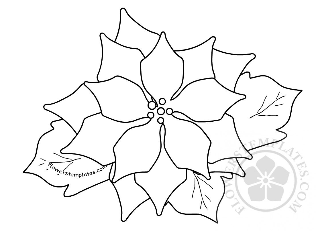 1103x807 Poinsettia Flower Symbol Of Christmas Coloring Flowers Templates - Poinsettia Flower Drawing
