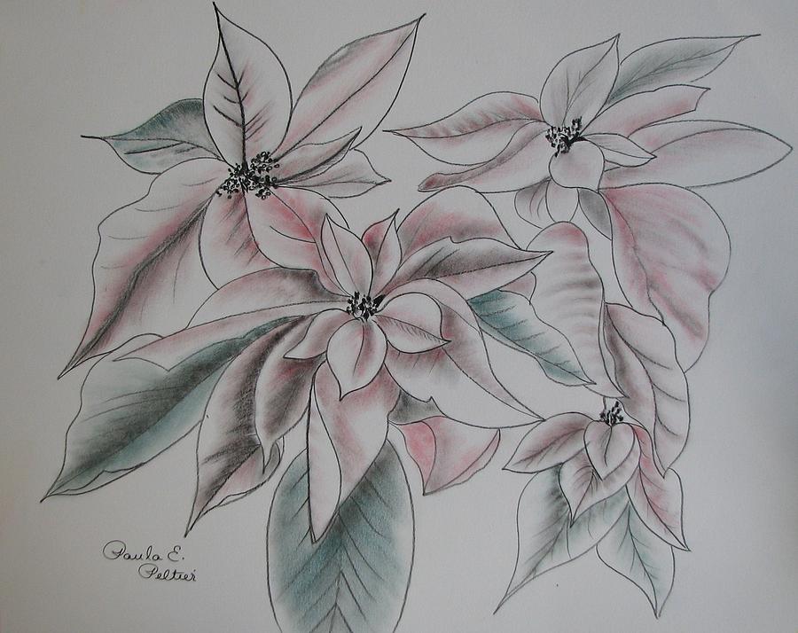 900x714 Poinsettias Drawing - Poinsettia Flower Drawing