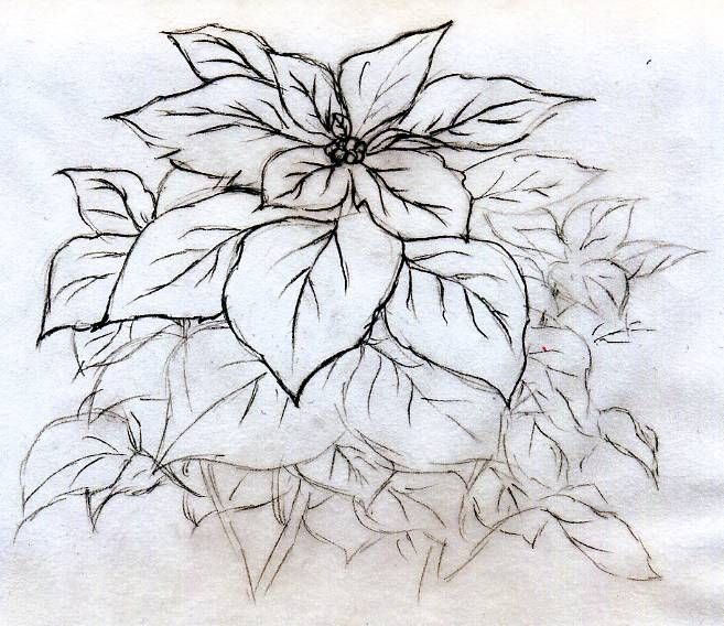 657x568 Quick Poinsettia Flower Sketch Coloring Drawing Flower - Poinsettia Flower Drawing