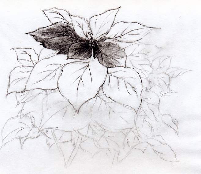 657x568 Quick Poinsettia Flower Sketch - Poinsettia Flower Drawing