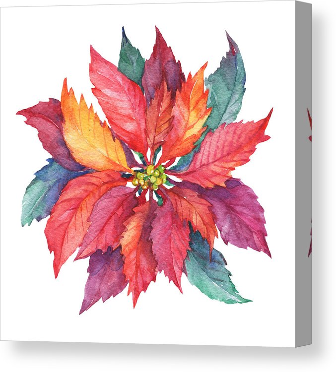 677x750 Red Poinsettia Flower - Poinsettia Flower Drawing
