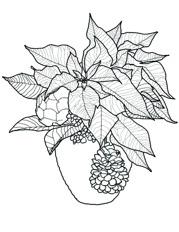 600x776 useful poinsettia coloring expert poinsettia flower coloring - Poinsettia Flower Drawing