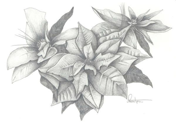 600x444 tattoo poinsettia month of december flower tattoos birth - Poinsettia Flower Drawing