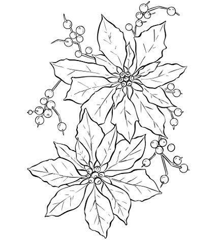 425x472 home comforts laminated poster poinsettia flower line - Poinsettia Flower Drawing