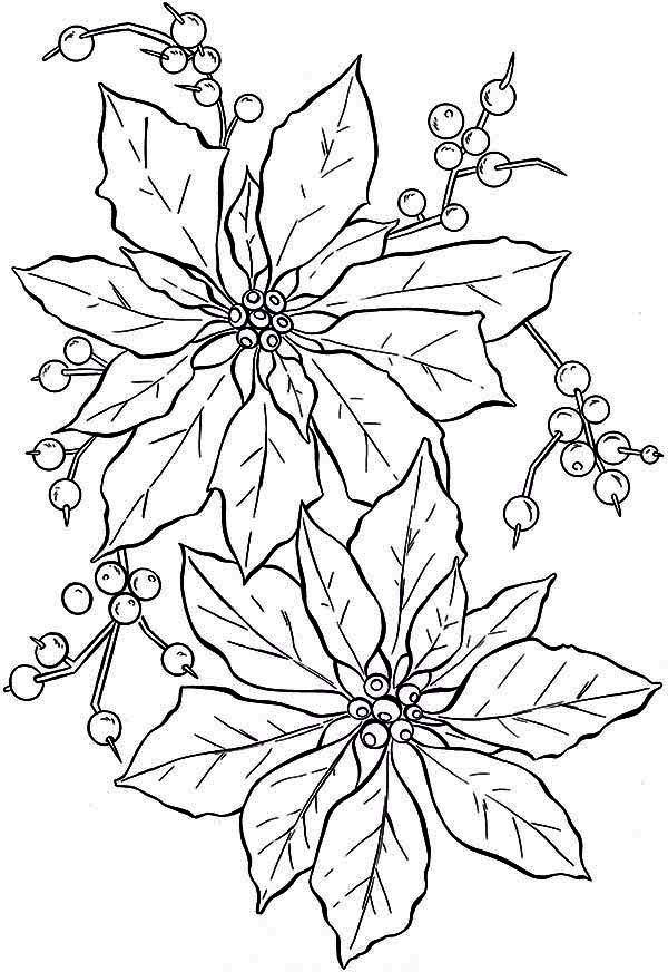 600x872 Beautiful Poinsettia Flower Coloring - Poinsettia Flower Drawing