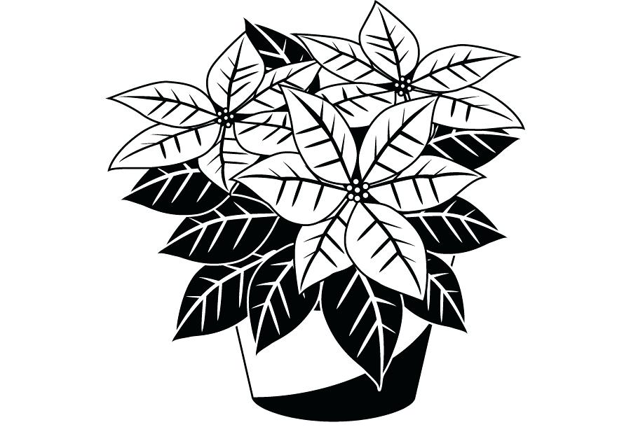 900x620 Coloring Pages For Adults Pdf Online To Print Poinsettia Drawing - Poinsettia Flower Drawing