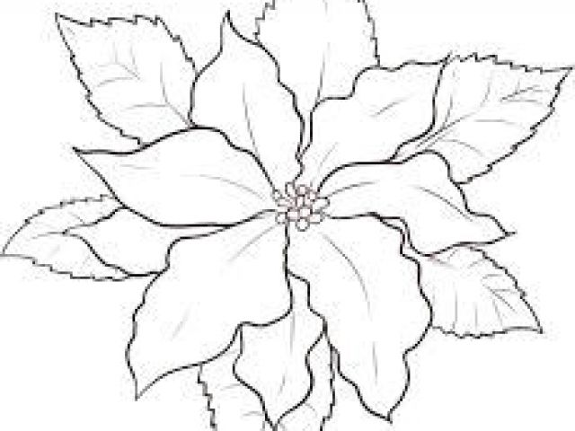 640x480 Drawings Of Poinsettia Flowers Best Flowers Poinsettias Images - Poinsettia Flower Drawing