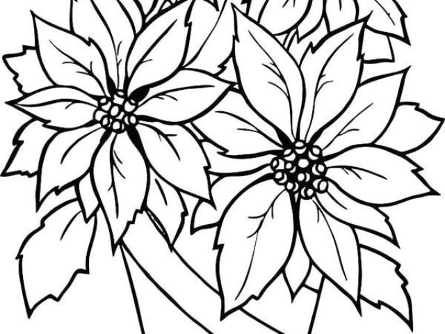 640x480 Drawings Of Poinsettia Flowers Charming Poinsettia Flower - Poinsettia Flower Drawing