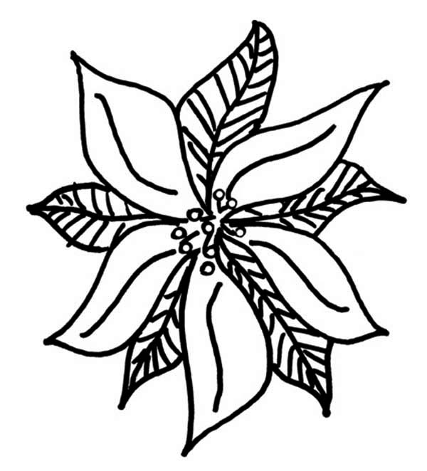 600x662 Drawing Of Poinsettia Coloring - Poinsettia Line Drawing