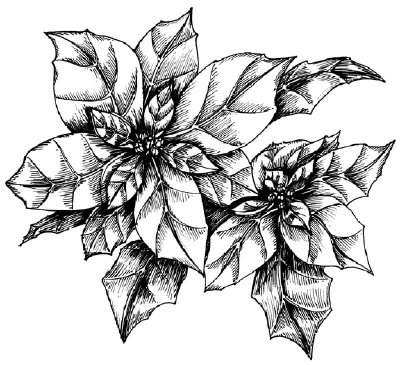 400x365 how to draw a poinsettia howstuffworks - Poinsettia Line Drawing