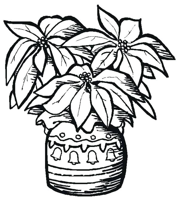 600x669 legend of the poinsettia coloring - Poinsettia Line Drawing