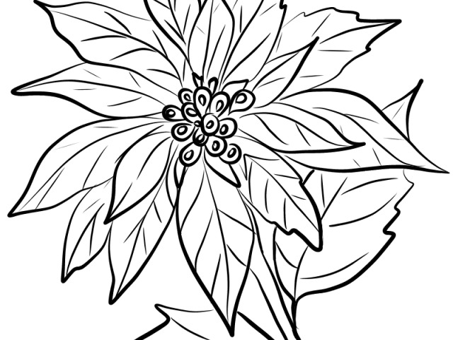 640x480 Poinsettia Clipart Line Drawing - Poinsettia Line Drawing