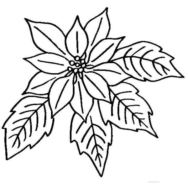 Poinsettia Line Drawing at PaintingValley.com | Explore collection of ...