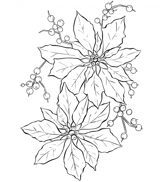 553x615 Poinsettia Flower Line Art Free Stock Photo - Poinsettia Line Drawing