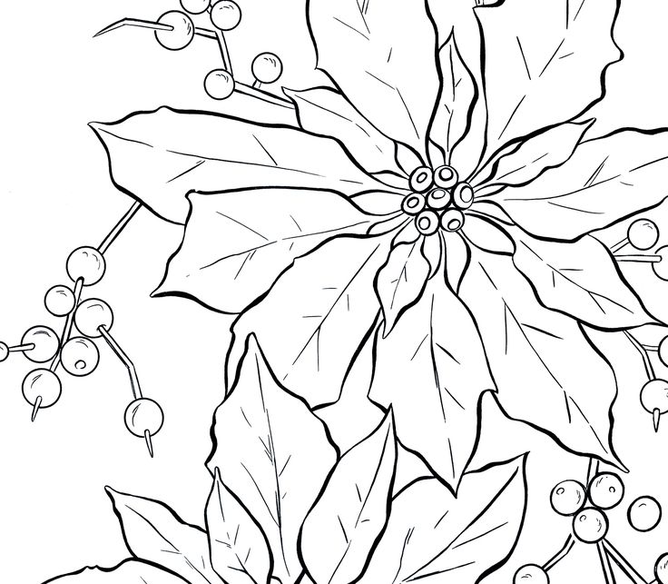 736x643 Poinsettia Line Art - Poinsettia Line Drawing
