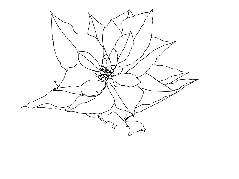 804x603 Poinsettia Line Art For You To Colour Anino - Poinsettia Line Drawing