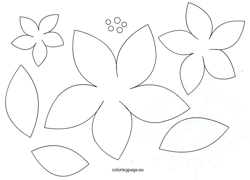 808x581 rough drawing of poinsettia for national day coloring - Poinsettia Line Drawing