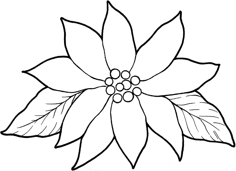 756x549 Poinsettia Coloring Pages For Kids On Colors - Poinsettia Line Drawing