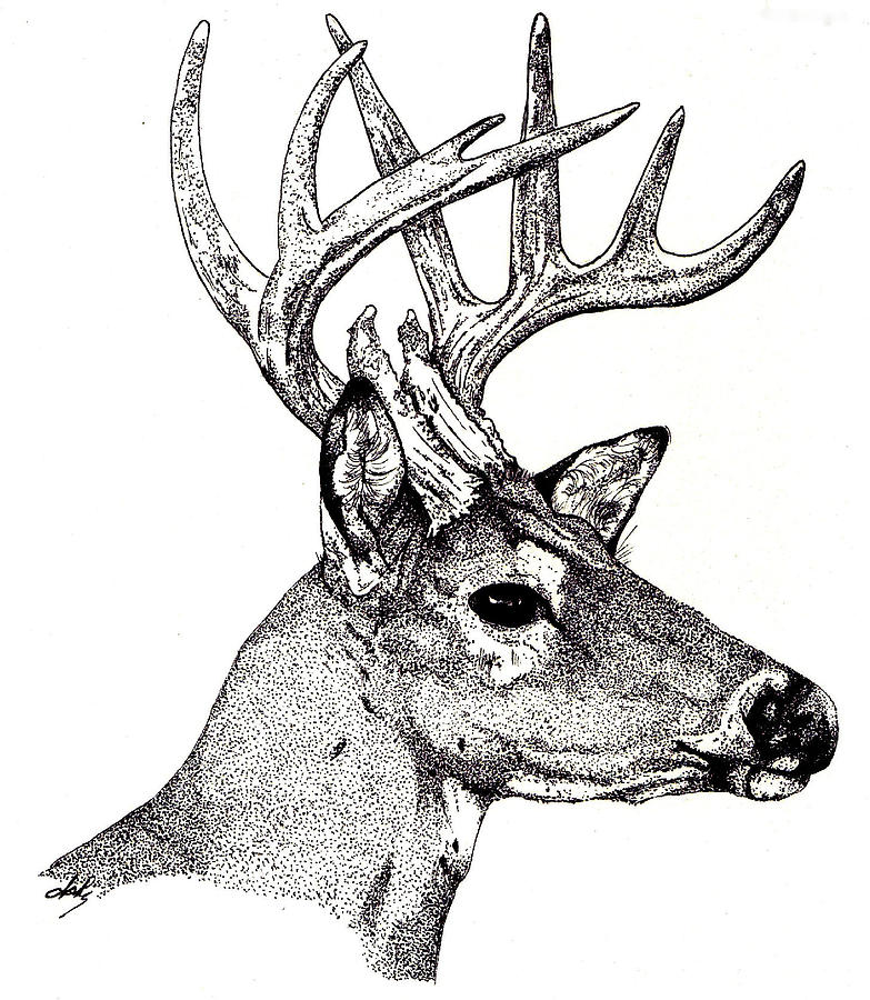 783x900 Ten Point Buck Drawing - Point Drawing