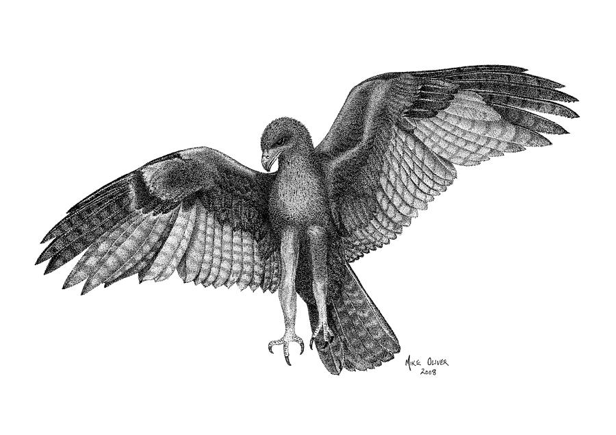 900x635 eagle drawing pointillism drawing - Pointillism Drawing