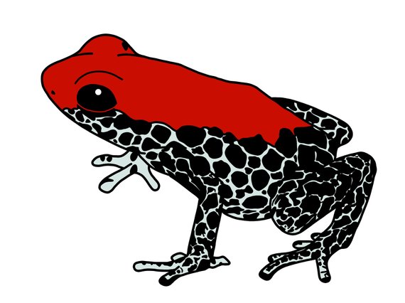 Poison Dart Frog Drawing at PaintingValley.com | Explore collection of