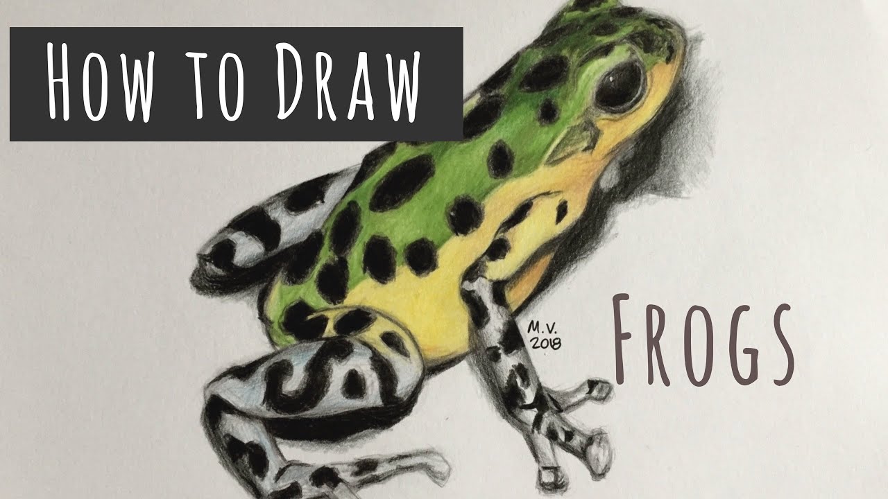Poison Dart Frog Drawing at PaintingValley.com | Explore collection of