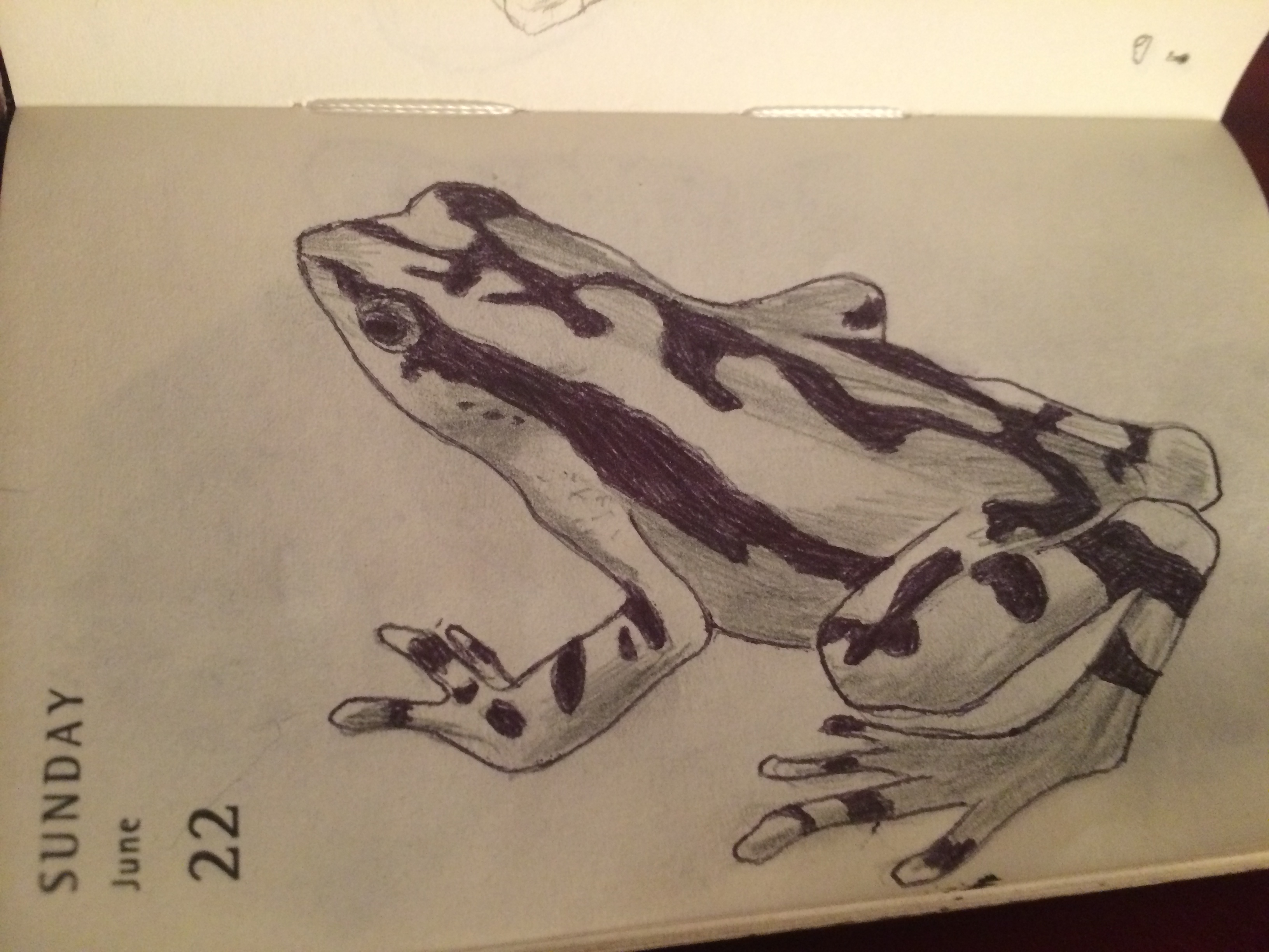 3264x2448 Mnaitodesigns Keeping It As Real As Possible, One Drawing - Poison Dart Frog Drawing