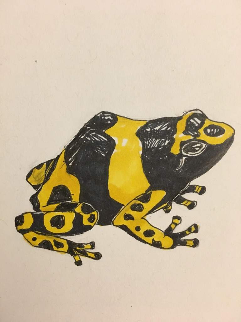 How To Draw A Realistic Poison Dart Frog Be an expert in drawing by