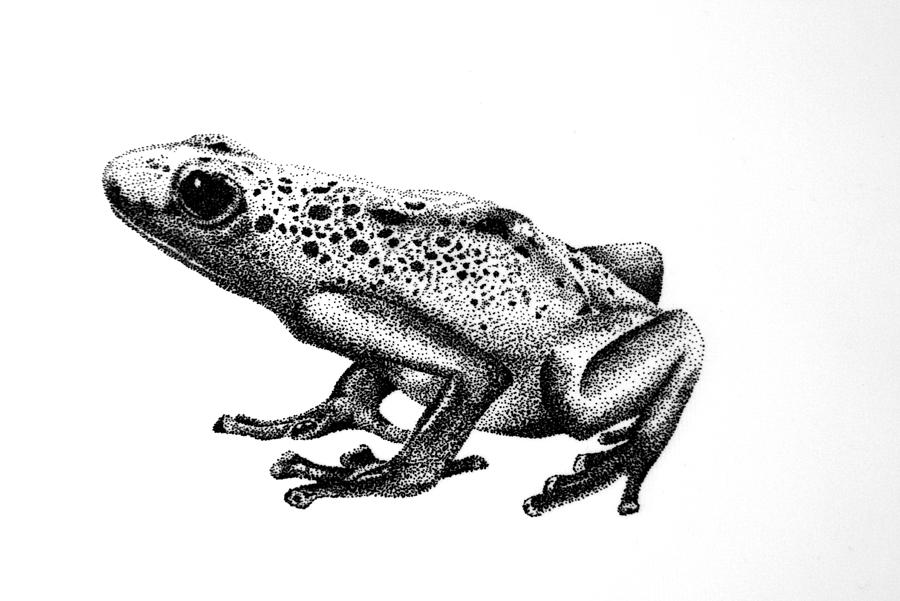 900x601 Poison Dart Frog Drawing - Poison Dart Frog Drawing