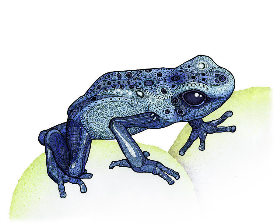 900x732 Poison Dart Frog Drawing - Poison Dart Frog Drawing