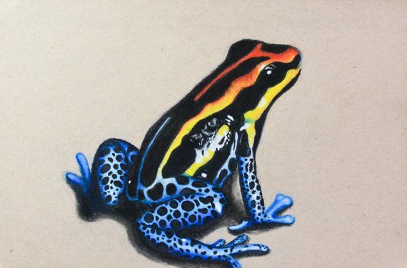 570x376 Poison Dart Frog Original Pastel Drawing Etsy - Poison Dart Frog Drawing