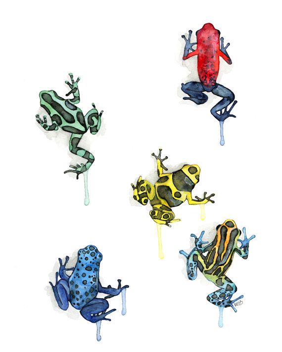 570x712 Poison Dart Frog Print From My Original - Poison Dart Frog Drawing