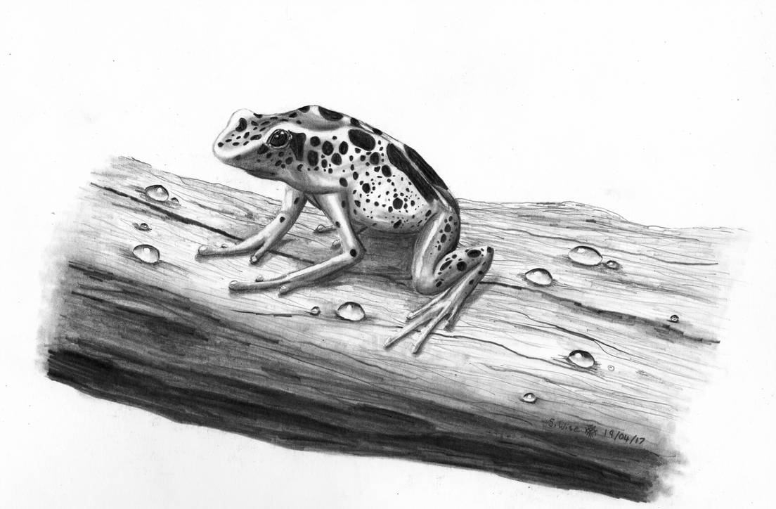 Poison Dart Frog Drawing at PaintingValley.com | Explore collection of ...