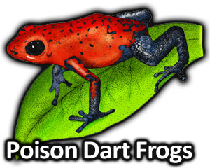 300x240 poison dart frogs full color line art illustrations - Poison Dart Frog Drawing