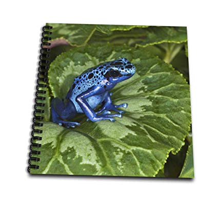 425x386 Db Blue Poison Dart Frog, Surinam - Poison Dart Frog Drawing